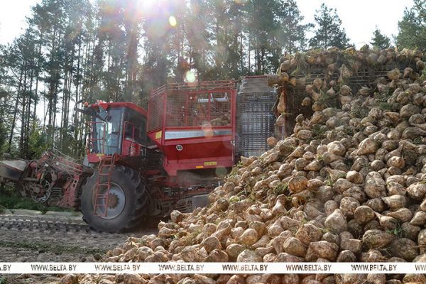 Уборку сахарной свеклы и кукурузы на зерно завершили в Беларуси